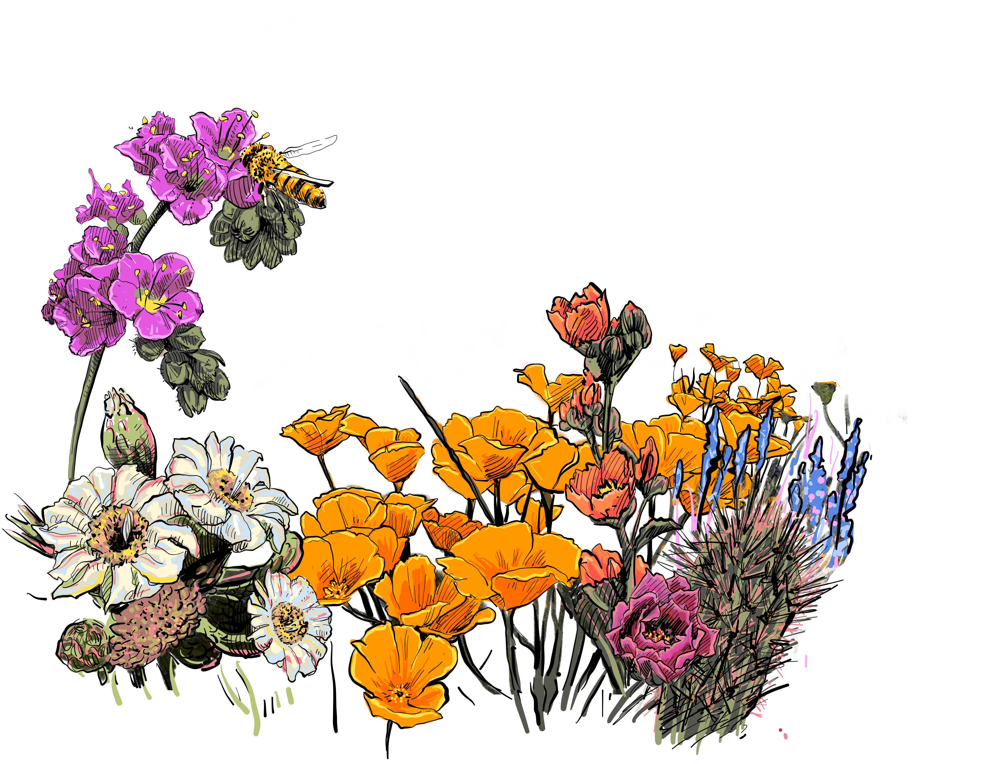 Arizona Desert Flowers Couloir[ART.]