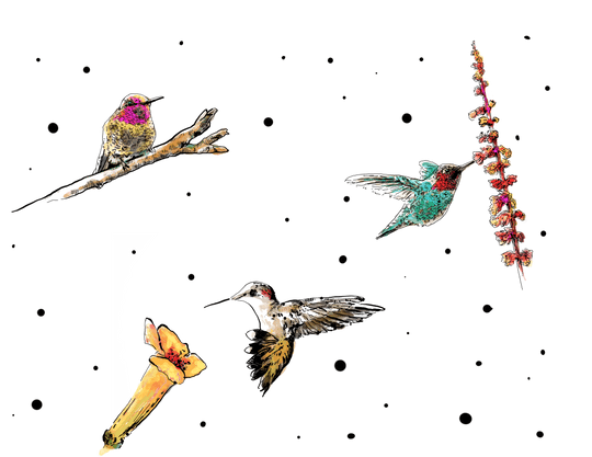 A guide to the native AZ Hummingbirds (all 20 types of them)