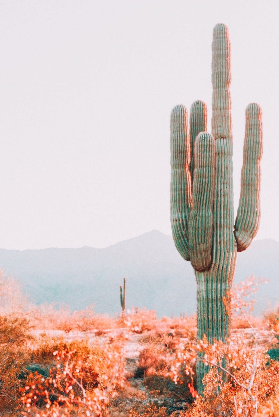 Saguaro Cactus Coffee Mug Mug Couloir[art] 